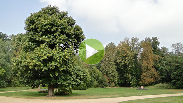 My Image
